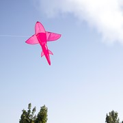 In the Breeze 5' 3D Pink Shark Kite 3334 View 2