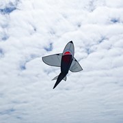 In the Breeze 5' 3D Grey Shark Kite 3338 View 3