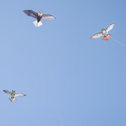 In the Breeze 70" Red-Tailed Hawk Kite 3374 View 3