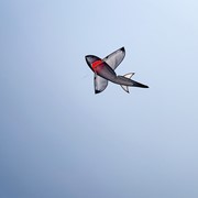 In the Breeze 5' Realistic Shark Kite 3383 View 4