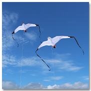 Seagull Kite